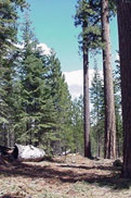 trees