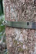 forest_monitoring