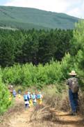 plantation