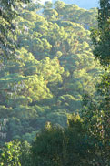 plantation_landscape