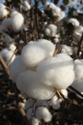 cotton_bolls